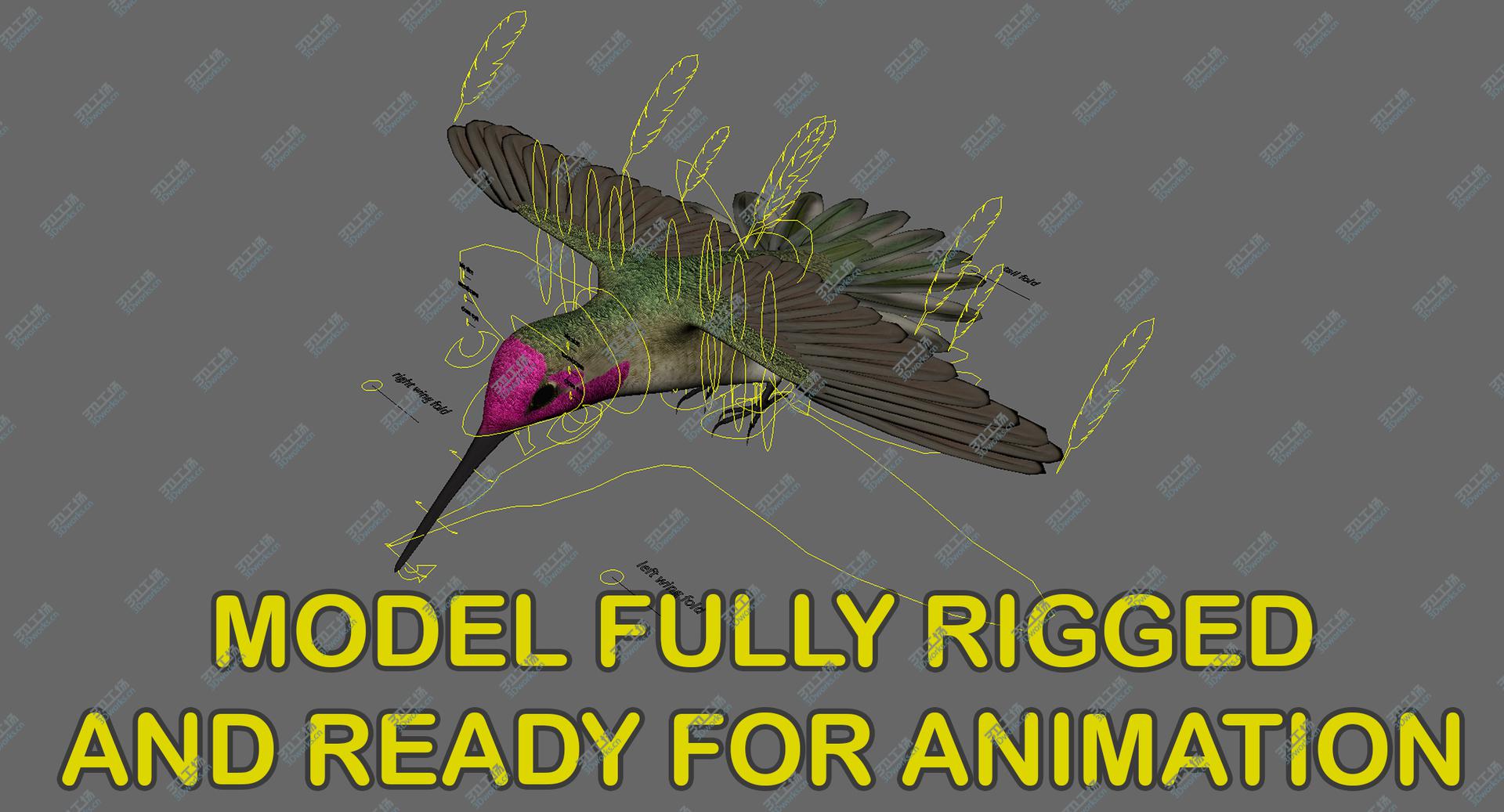 images/goods_img/202105071/3D Anna's Hummingbird (Animated) model/5.jpg